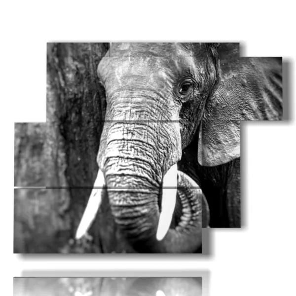 Photos artistiques d''éléphants