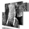 artistic elephant photos