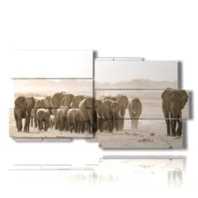 images d''éléphants africains