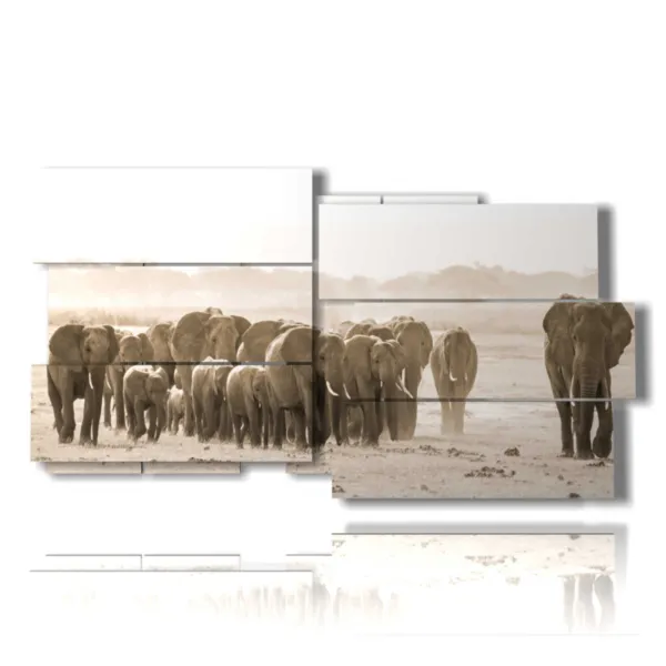 Imágenes de elefantes africanos