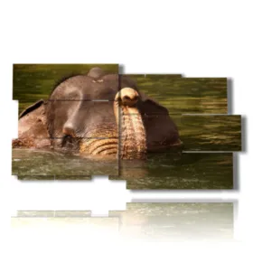 Nette Elefanten Fotos