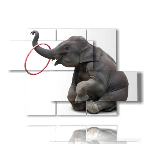 funny images of elephants