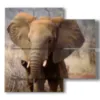 tableau avec des images d elephants tristes - version: 4 pannelli 91x85cm