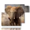 tableau avec des images d elephants tristes - version: 6 pannelli 122x96cm