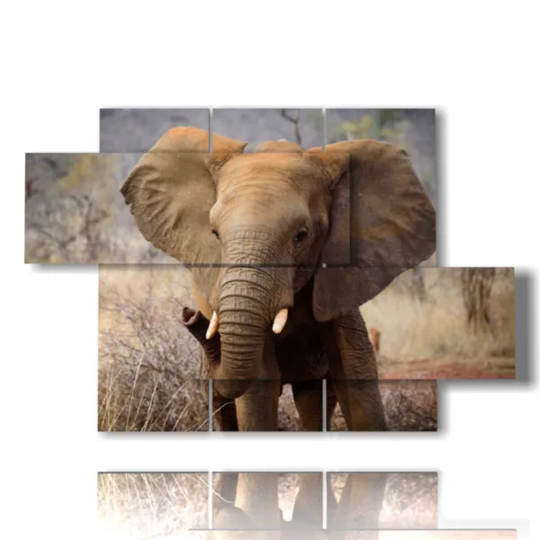 Images of a sad elephant