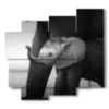 bild mit fotoelefant dumbo - version: 5 pannelli 106x98cm