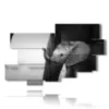 bild mit fotoelefant dumbo - version: 10 pannelli 188x117cm