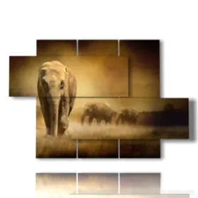 image d''éléphant d''Afrique