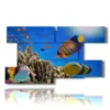coral reef fish paintings - version: 9 pannelli 177x101cm