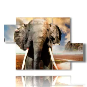 foto elefante africano