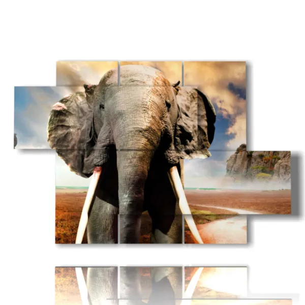 African elephant photo