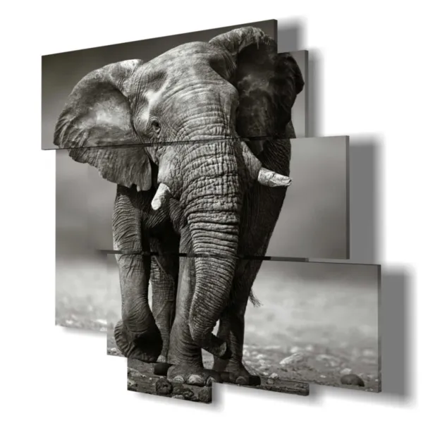 indische Elefanten Bilder