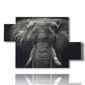Image d''éléphant