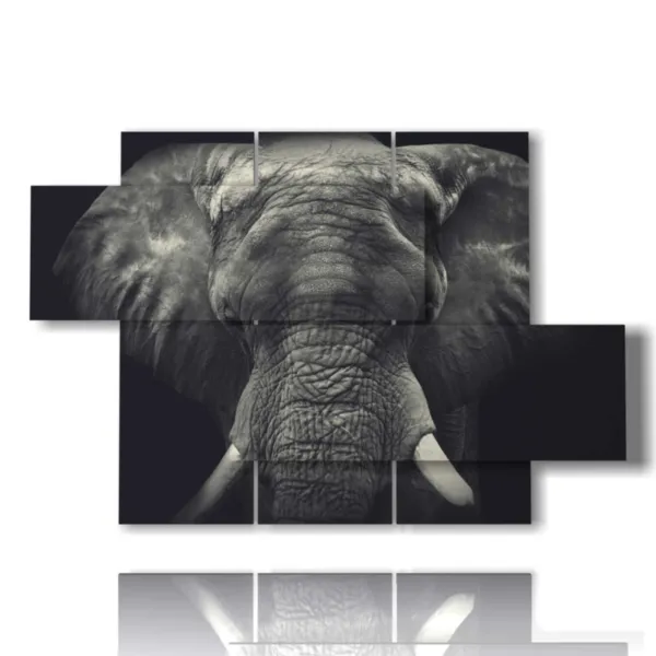 elephant image