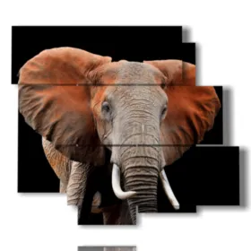 images d''éléphants colorés