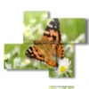 cuadros de mariposas en un prado de margaritas - version: 4 pannelli 94x77cm
