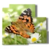 paintings on butterflies in a meadow of daisies - version: 5 pannelli 102x93cm