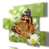 cuadros mariposas