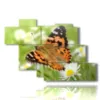 paintings on butterflies in a meadow of daisies - version: 7 pannelli 150x102cm