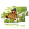 paintings on butterflies in a meadow of daisies - version: 9 pannelli 171x108cm