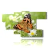 paintings on butterflies in a meadow of daisies - version: 7 pannelli 172x103cm