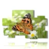 paintings on butterflies in a meadow of daisies - version: 10 pannelli 176x115cm