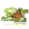 paintings on butterflies in a meadow of daisies - version: 10 pannelli 189x106cm