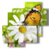 papillons dans des tableaux de marguerites - version: 4 pannelli 77x78cm