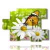 butterflies in the paintings of daisies - version: 6 pannelli 129x94cm