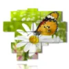 butterflies in the paintings of daisies - version: 13 pannelli 180x151cm