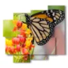 paintings with real butterflies on colored flowers - version: 5 pannelli 106x98cm