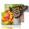 cuadros con mariposas reales sobre flores de colores - version: 6 pannelli 122x96cm