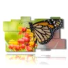 paintings with real butterflies on colored flowers - version: 11 pannelli 184x104cm