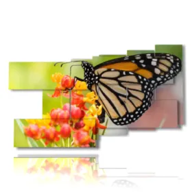 cuadros con mariposas reales