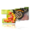 cuadros con mariposas reales