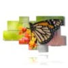 paintings with real butterflies on colored flowers - version: 9 pannelli 189x110cm