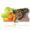 paintings with real butterflies on colored flowers - version: 11 pannelli 198x112cm