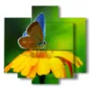 paintings flowers butterflies in the sun - version: 5 pannelli 89x85cm