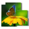 bilder blumen schmetterlinge in der sonne - version: 5 pannelli 102x93cm