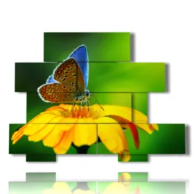 Tableaux, fleurs, papillons.