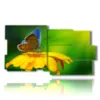 paintings flowers butterflies in the sun - version: 10 pannelli 183x100cm