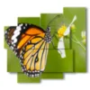 painting of butterflies on the flower - version: 5 pannelli 106x98cm