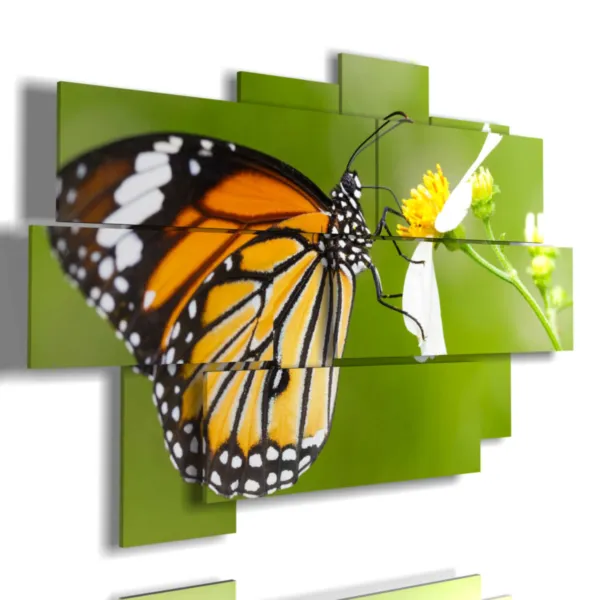 Butterfly display on the flower