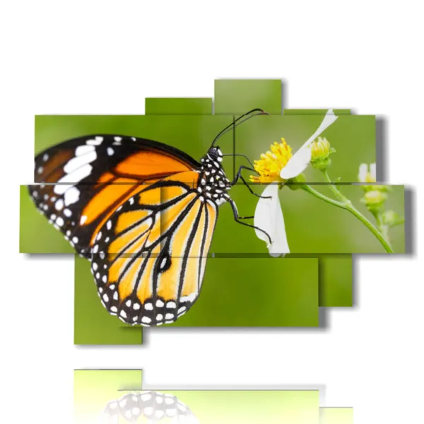 Cuadro de mariposas