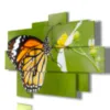 butterfly paintings