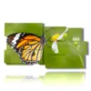 painting of butterflies on the flower - version: 10 pannelli 183x100cm