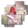 quadri farfalle vere rosse sul fiore - version: 4 pannelli 77x78cm