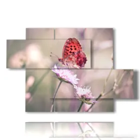 cuadros mariposas reales