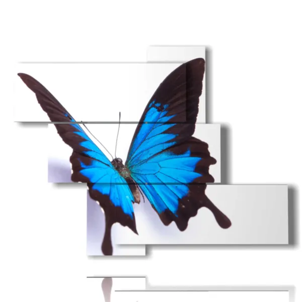 Embossed butterfly frames