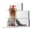 tableau photo chien yorkshire - version: 5 pannelli 102x93cm